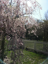 Cherry Blossom Time in DC