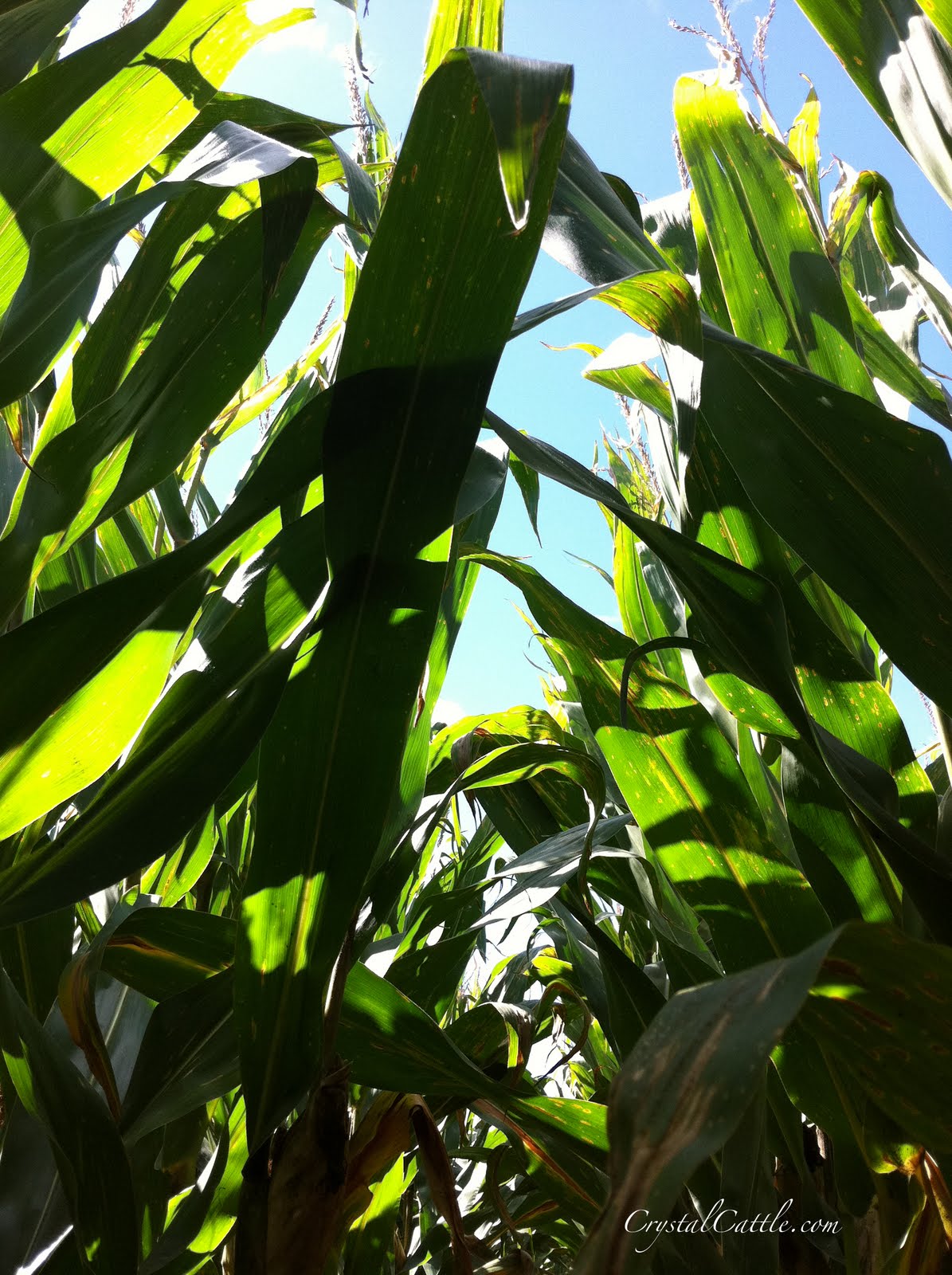 Crystal Cattle Deep inside the cornfield Corn Report