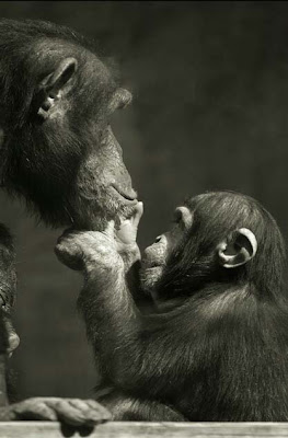 Animal pictures