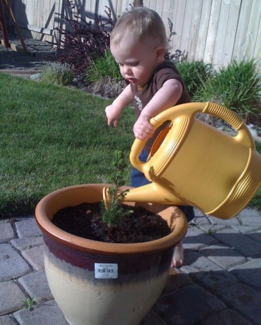 Mama's Felt Cafe The (Placenta) Tree of Life