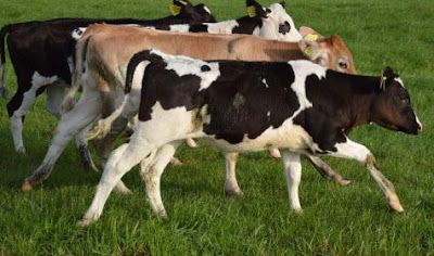 gambar pedet contoh sanak sapi yang sehat