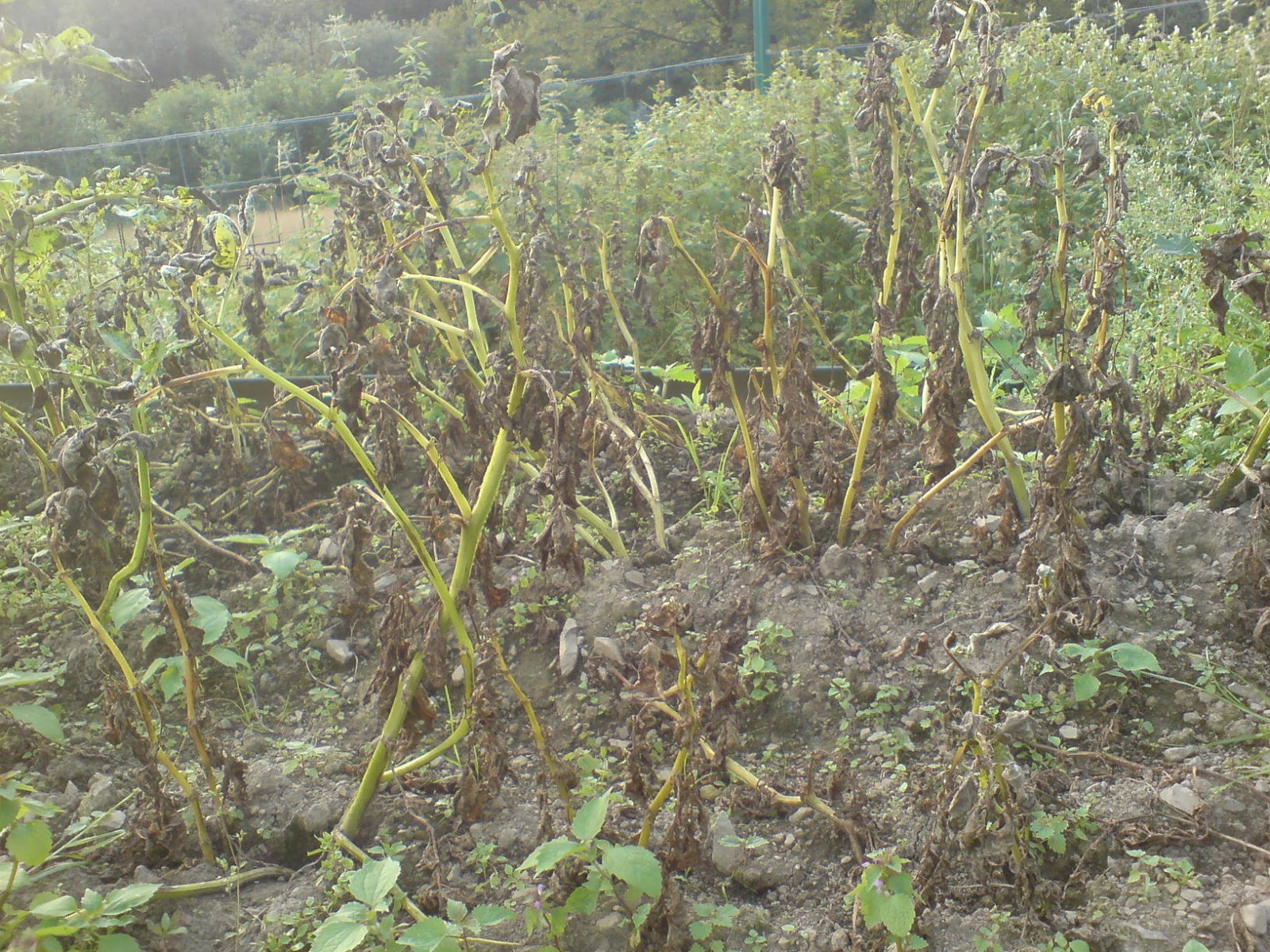 Vorgarten: wo die Bohnen schön wohnen