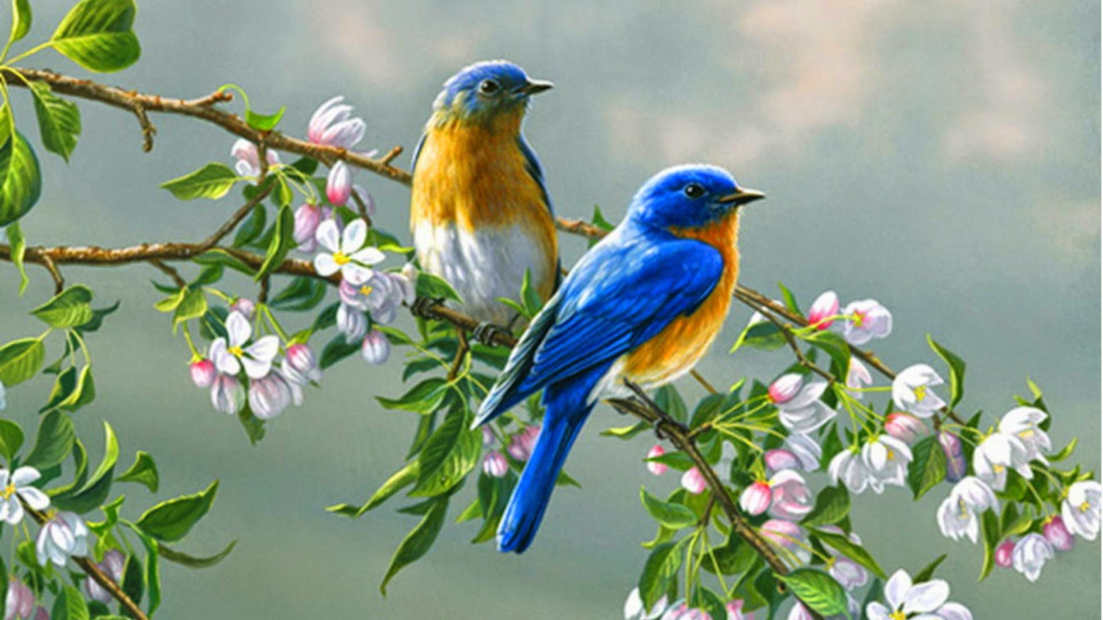Gallery For > Cute Birds In Love