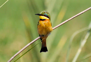 Little Bee-Eater