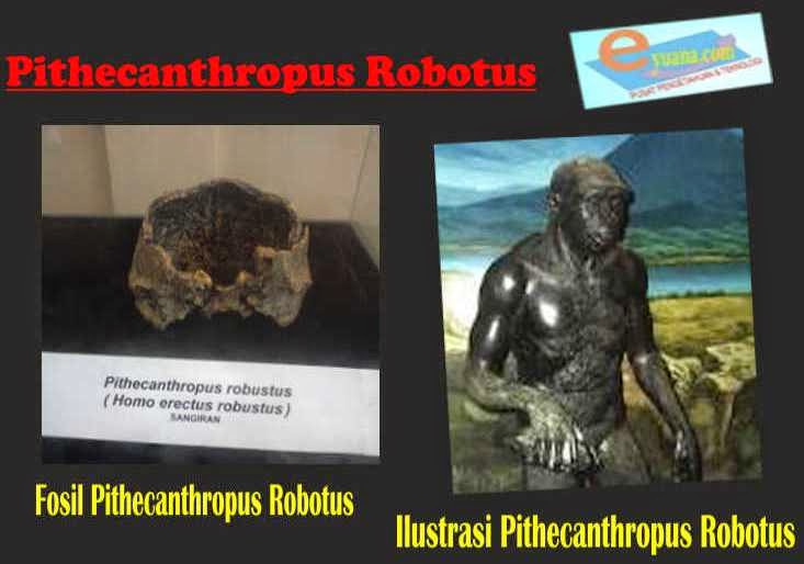 Gambar Manusia Purba Pithecanthropus Robotus