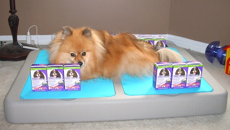 can pomeranians drink milk pepper s paws milkopet pet product review and giveaway can pomeranians drink milk pepper s paws milkopet pet product review and giveaway