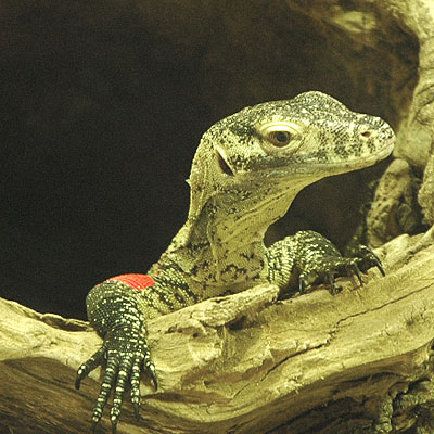Komodo Dragon Baby komodo dragon baby