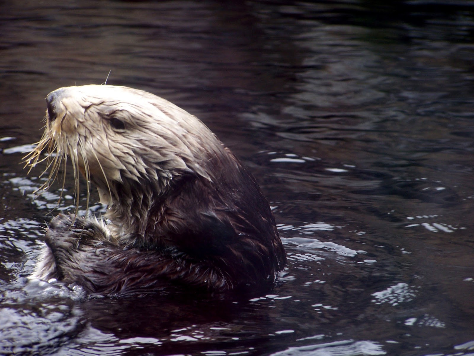 The Natural World Aquarium Spotlight Monterey Bay Aquarium