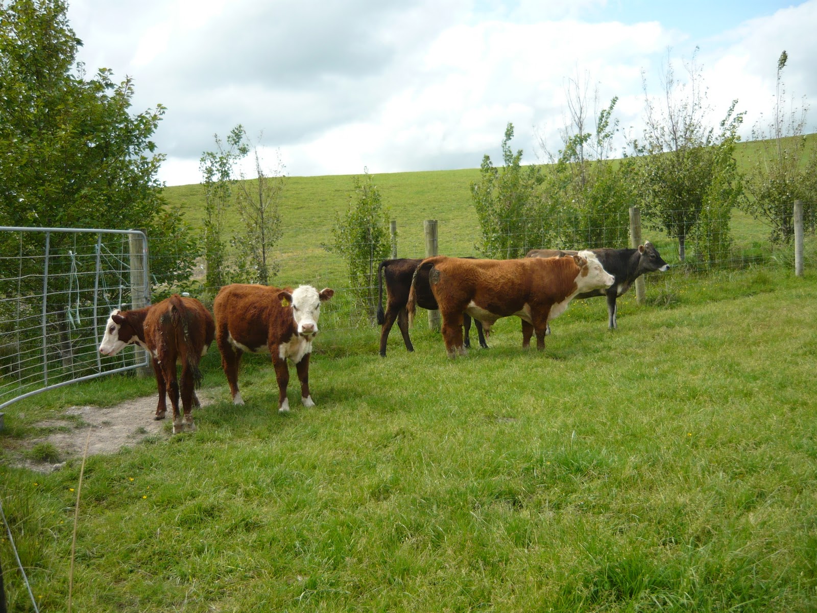 Jersey Friesian