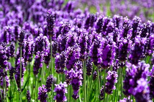 hoa oải hương hoa oải hương
