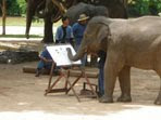 ศูนย์อนุรักษ์ช้างไทยและสวนป่าทุ่งเกวียน