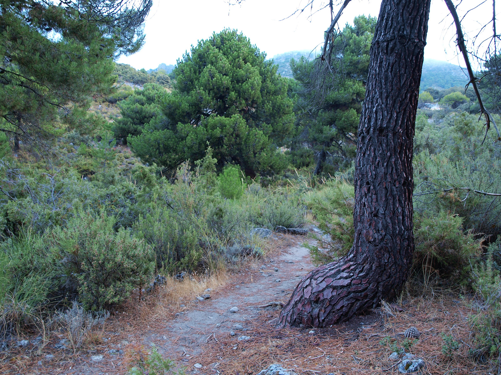 Caminando por Sierras y Calles de Andalucía Parque Natural Sierra de
