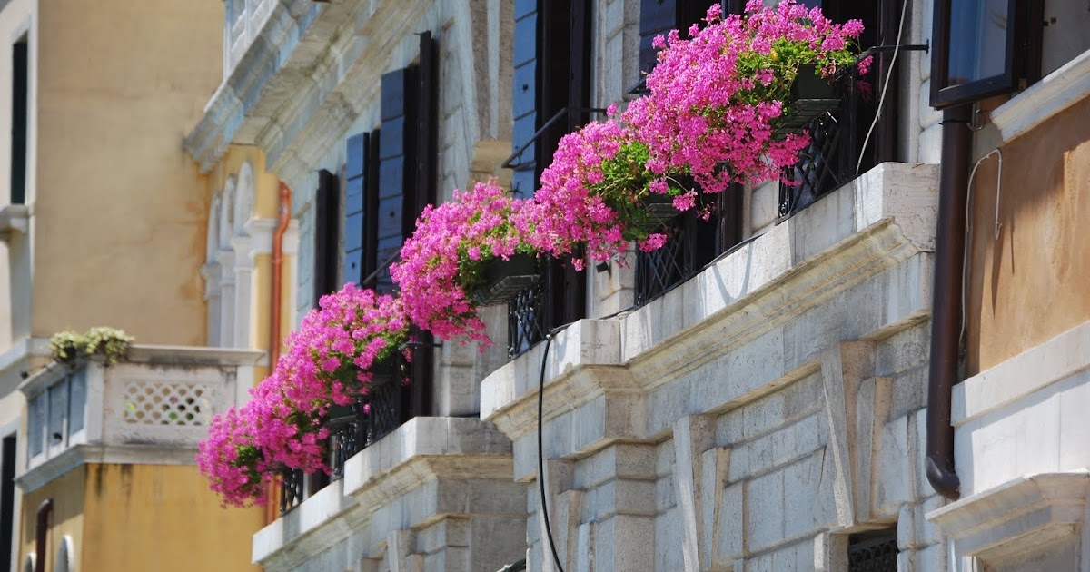 The Flowers of Venice