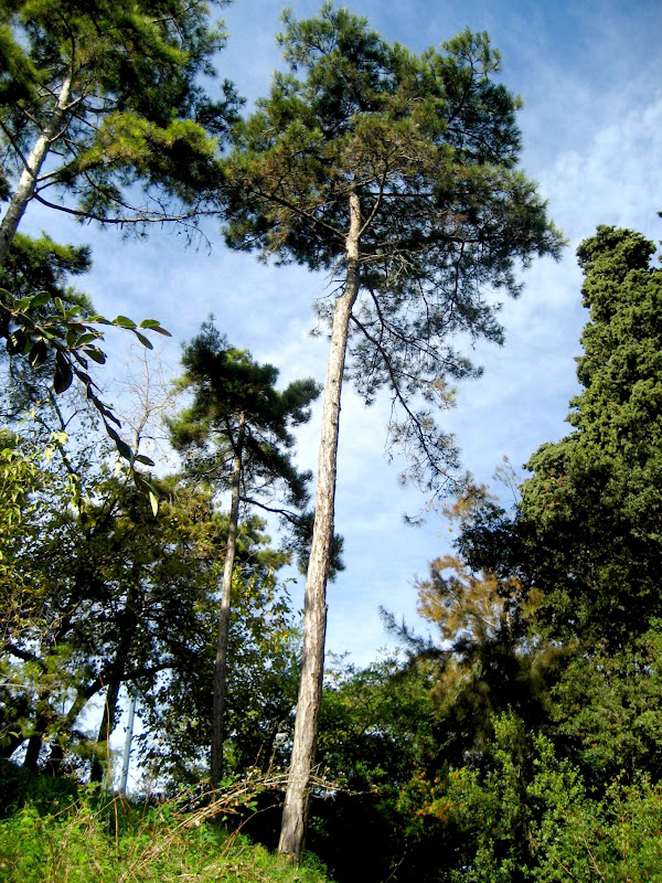 Árboles con alma Pino negral. Pino laricio. Pinassa. (Pinus nigra)