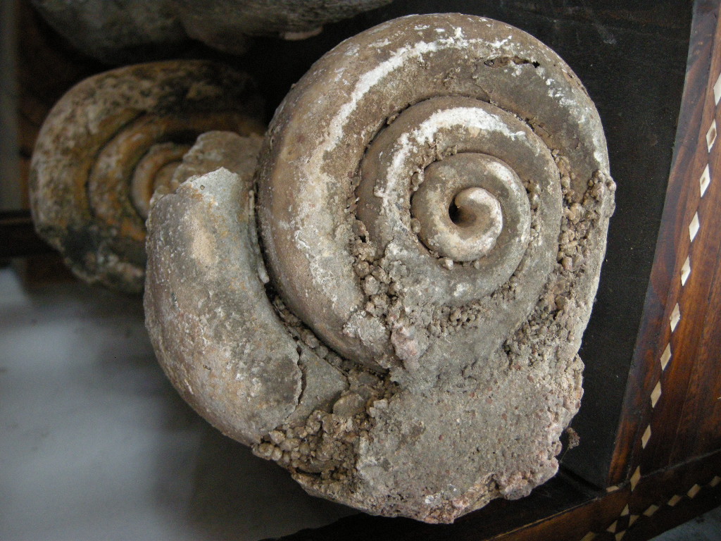 IndoGemstone Fossil Shells for sale
