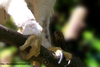 Tutorial GIMP- cara membuat background foto menjadi blur Tutorial GIMP- cara membuat background foto menjadi blur