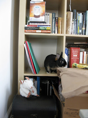 Just one indication that he belongs in this house: his love of books.