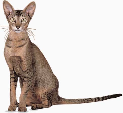 Jual Sugar Glider Jambi Indonesia Kucing Oriental Shorthair