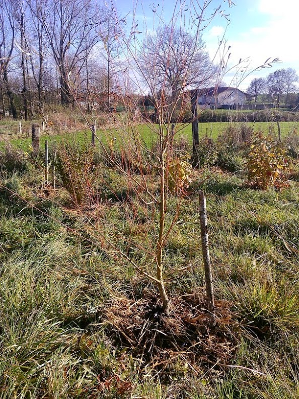 Le Douaire. Île de Vivre.: Tout savoir sur le saule (salix), pleureur