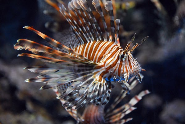Life of Devil Firefish Life of Sea