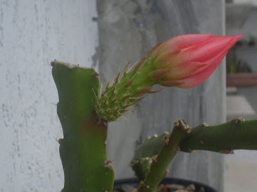 Muda cactus orquidea vermelha com botão de flor