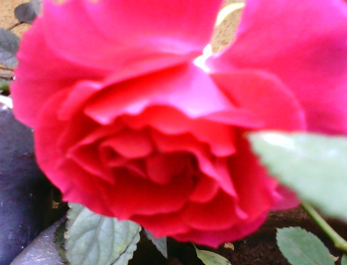 Garden Care Simplified How to preserve Freshly Cut Rose Flowers