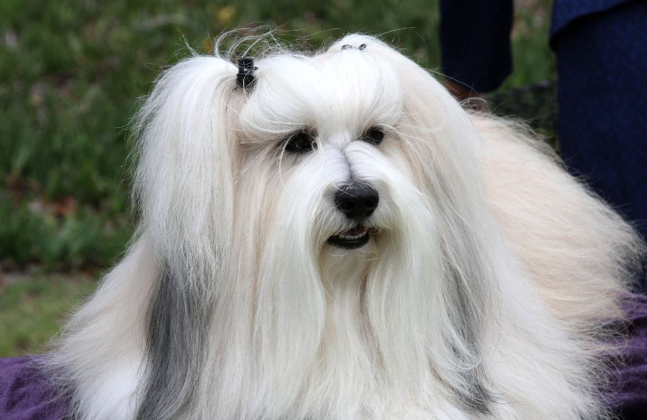 All List Of Different Dogs Breeds: Types of Dogs -Toy dog