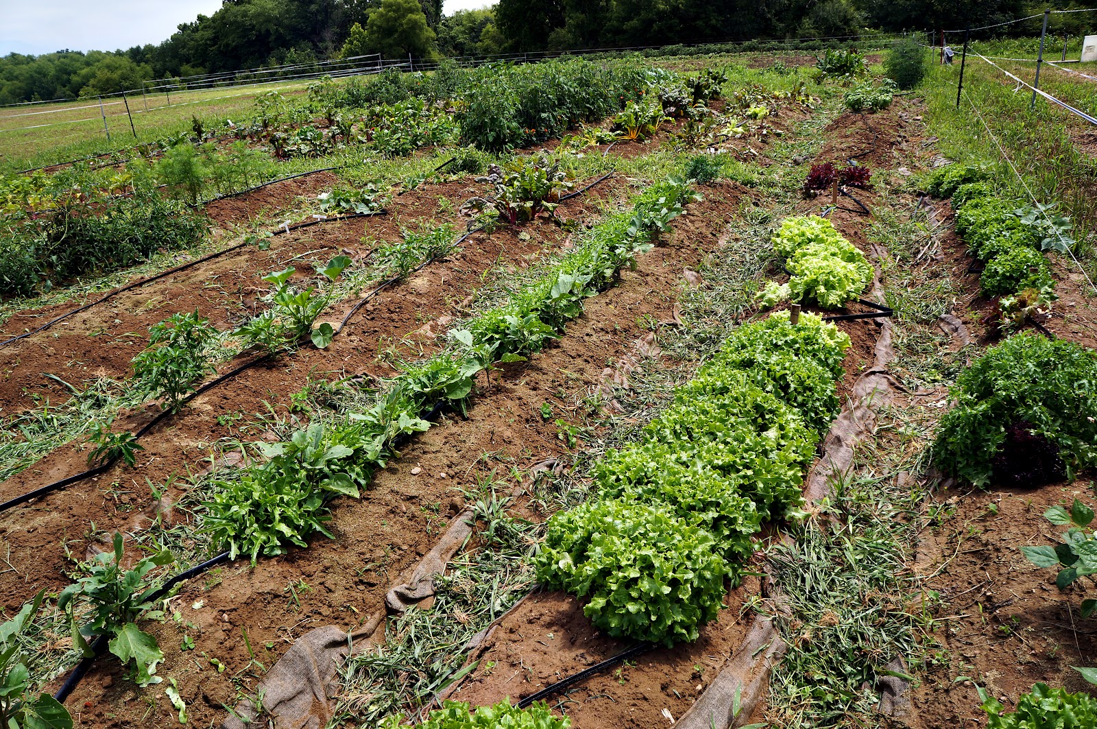 The Sustainable Way The Hardest Working Plants You'll Grow [Cover Crops]
