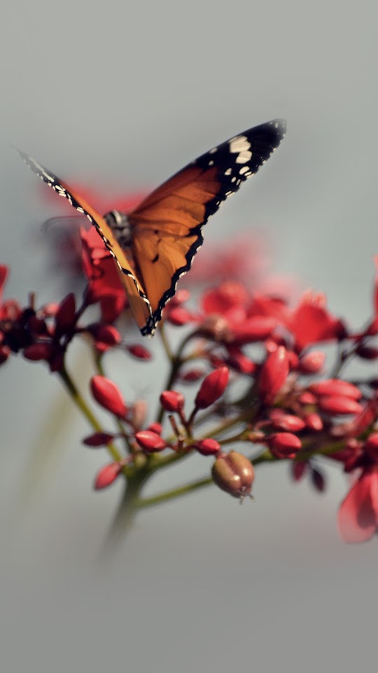 Orange Butterfly Pink Blooming Flowers Spring Grey Android Wallpaper
