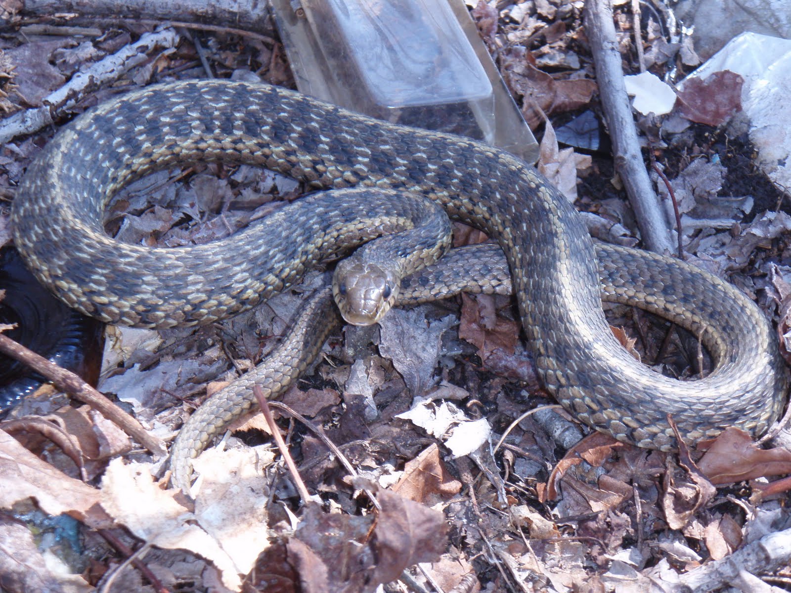 Plants and Wildlife of New Jersey Eastern Garter SnakeThamnophis