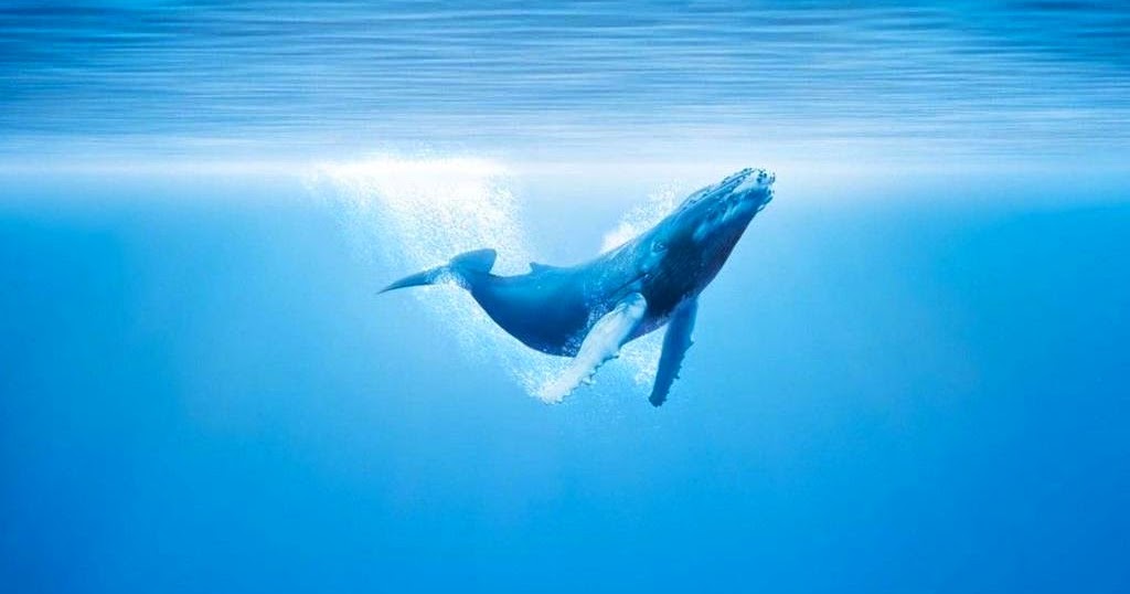 Vocabulario Fundamental del Juez Roy Bean: Ballenas (1) &ldquo;Todo empezó