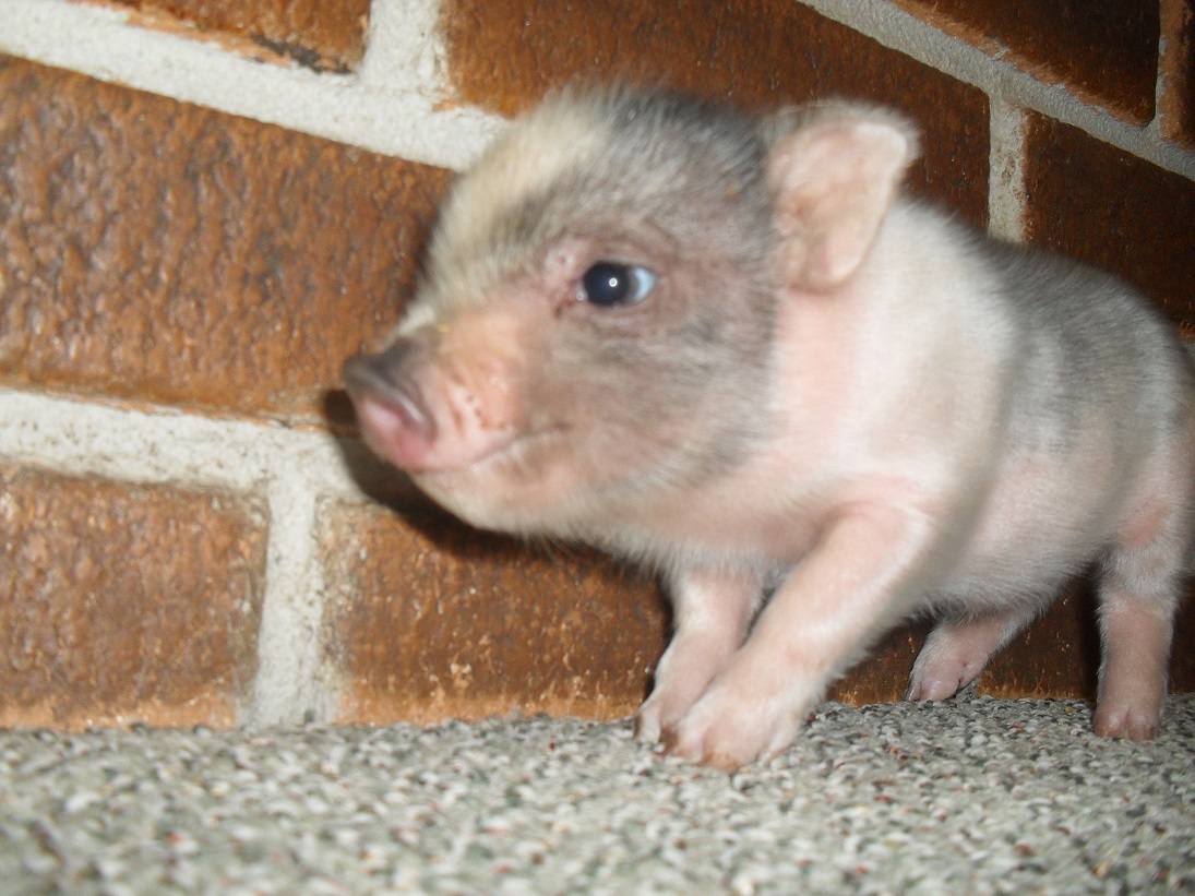 Teacup pigs for sale in ohio Images