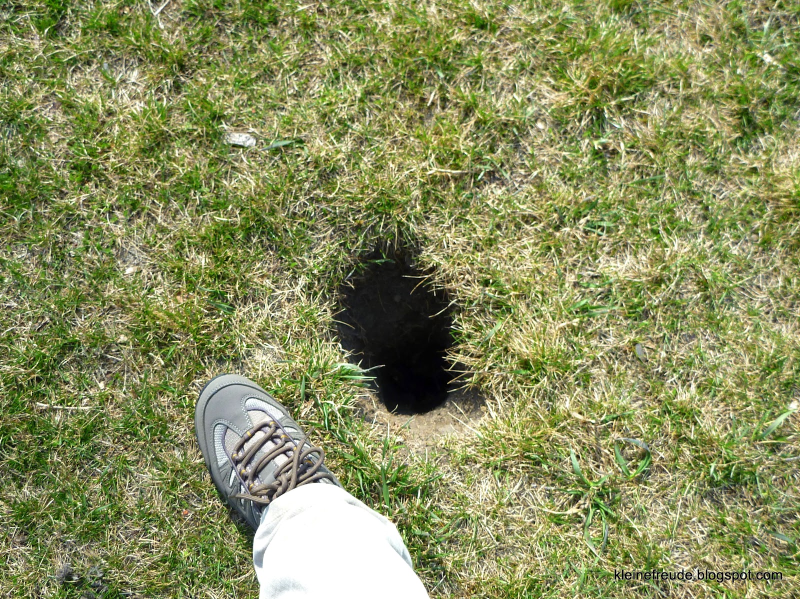 welches tier gräbt große löcher im garten
