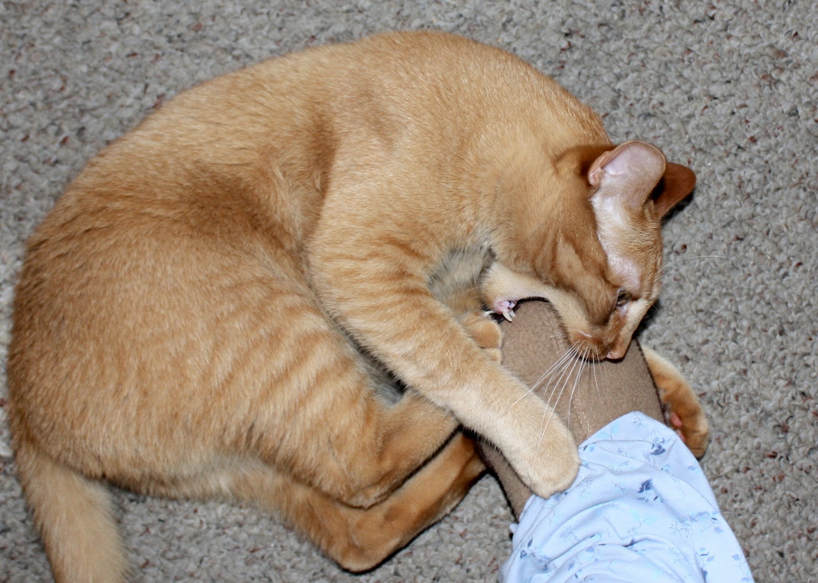 365 Snapshots When Amos Attacks