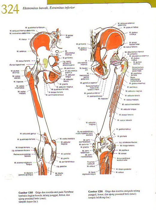 Istilah istilah anatomi beserta artinya