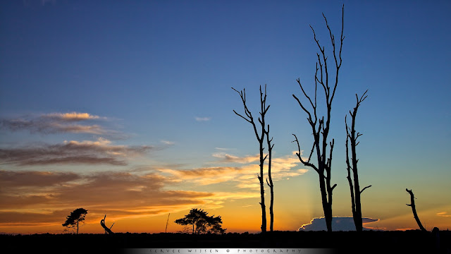 Serengeti op de hei - Serengeti in the Heathland