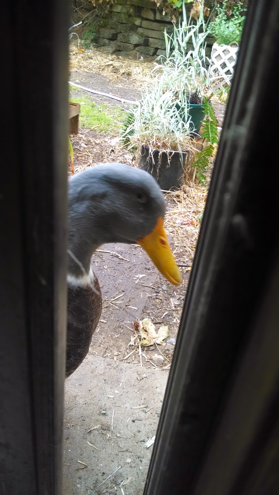 Your Daily Dose Of Duck Ducky Barnes At The Door