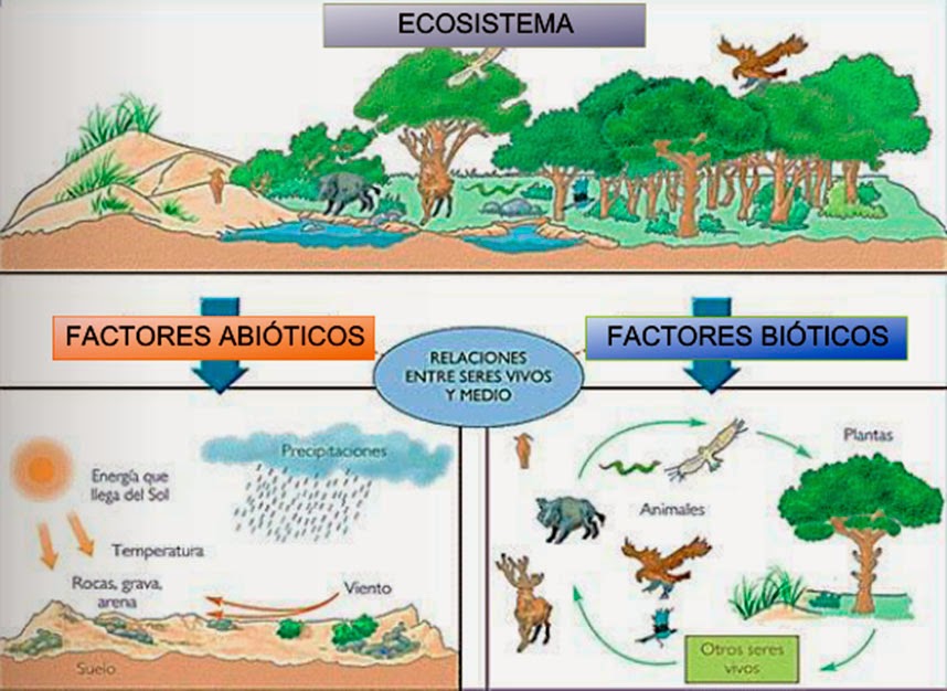 como se relacionan las cadenas y tramas alimentarias biociencia activa flujo de energ 237 a y materia en cadenas y como se relacionan las cadenas y tramas alimentarias biociencia activa flujo de energ 237 a y materia en cadenas y