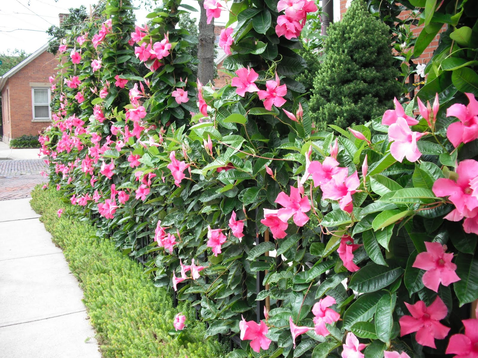 MANDEVILLA wall Google Search Pflanzen, Garten, Zauber