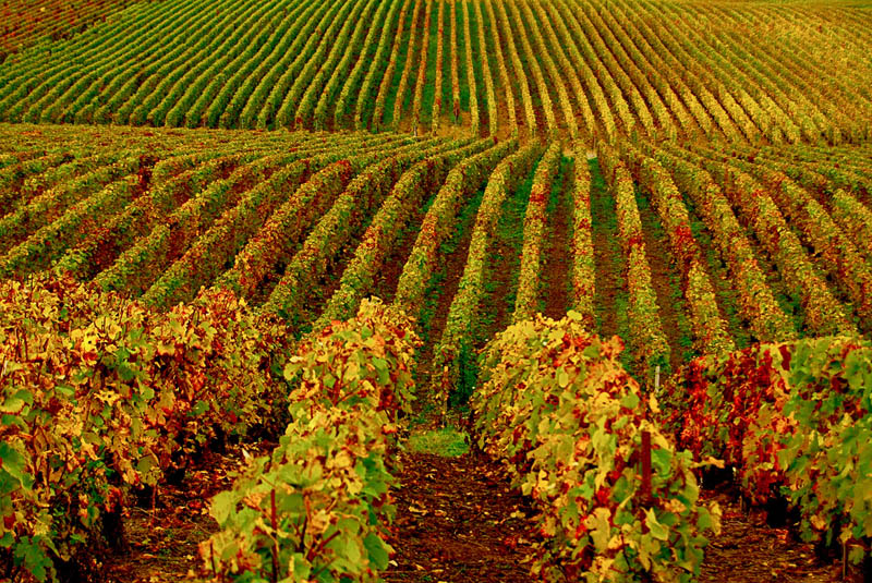 Most popular vineyards of world WORLD MOST BEAUTIFUL PLACES