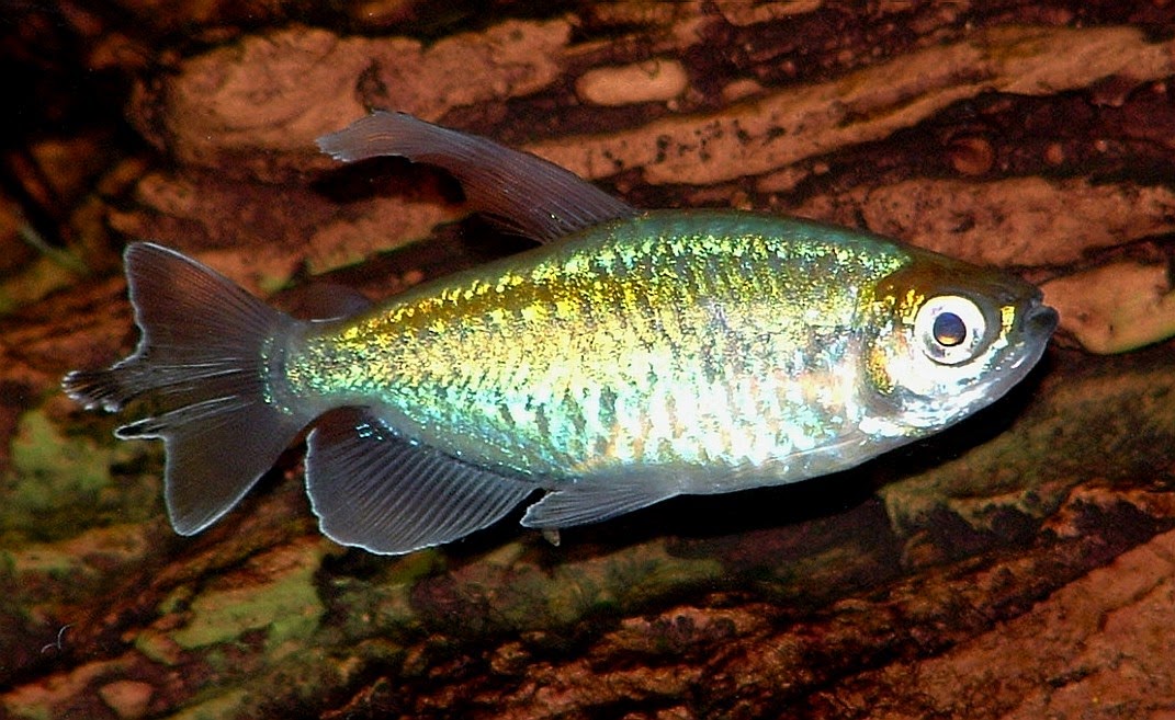 CHENNAI FREE CLASSIFIEDS: Congo tetra