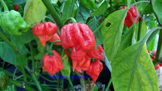Trinidad Butch T Scorpion seeds, www.refiningfirechiles.com