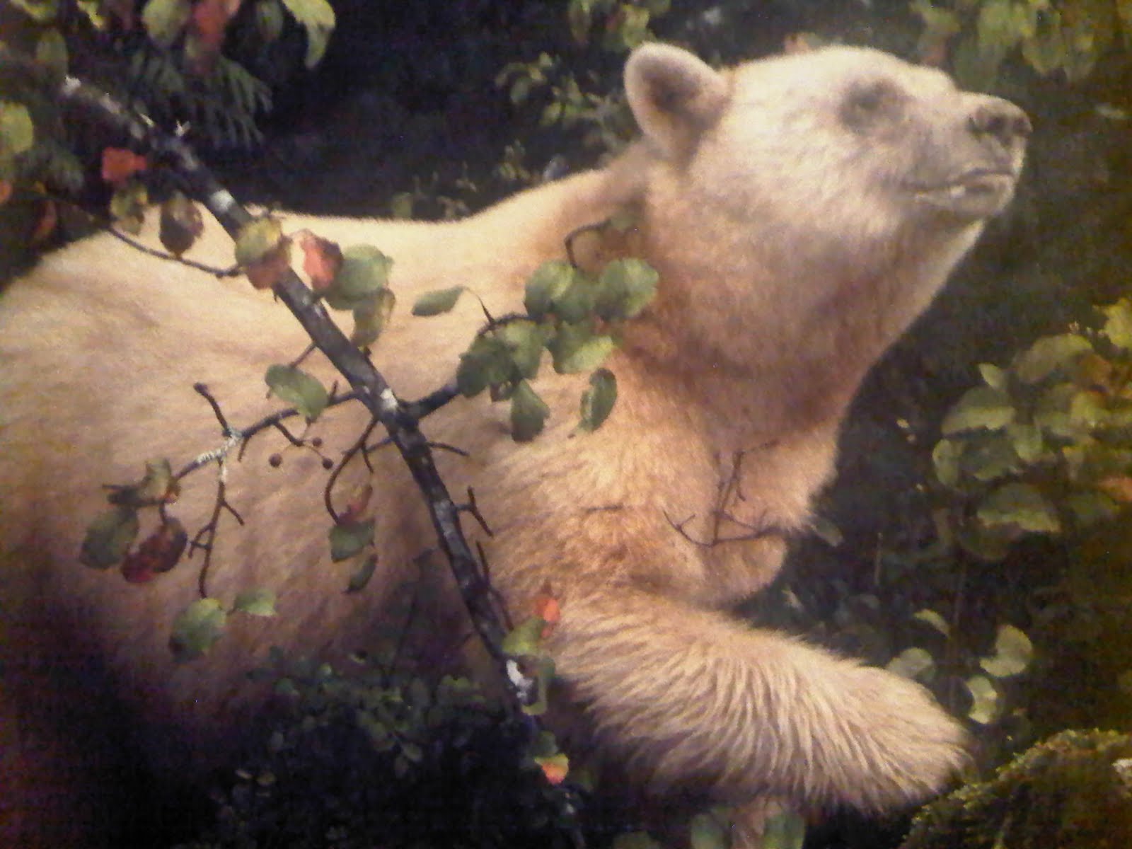 touching spirit bear summary touching spirit bear summary
