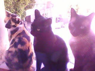 três gatos juntos gatinhos amigos fofos lindos imagens 3 cats window amigos animais cachorros