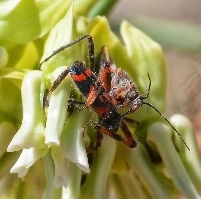 Assassin Bug with Ornate Checkered Beetle 137
