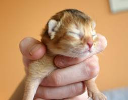 ruddy abyssinian kitten for sale - Tawny - Usual
