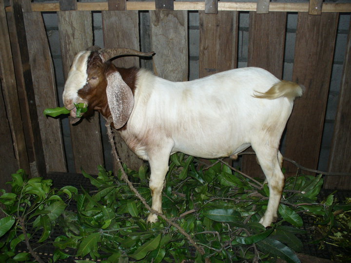 Goat Farming in the Philippines: There is money in goat raising