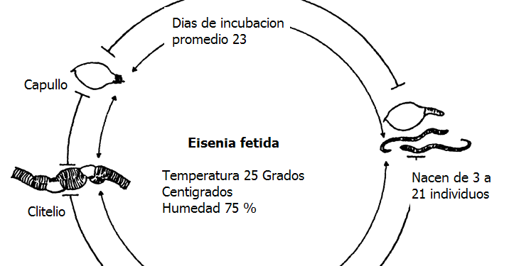 ciclo de reproducción de la lombriz de tierra