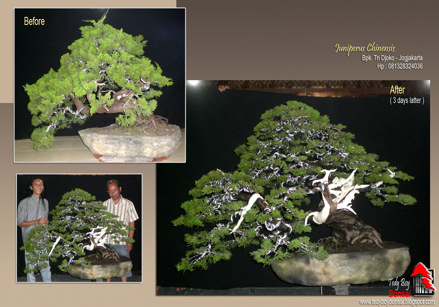 Bonsai Tedy Boy Bonsai INDONESIA Bonsai Europe Bonsai Usa Bonsai Tedy Boy Bonsai INDONESIA Bonsai Europe Bonsai Usa