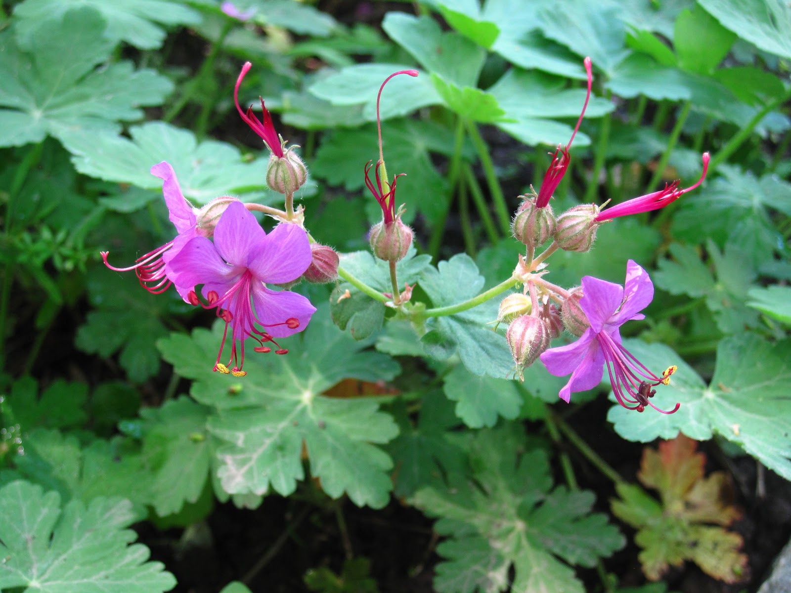 Enjoying My Garden: Flowers of Ukraine...